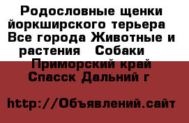 Родословные щенки йоркширского терьера - Все города Животные и растения » Собаки   . Приморский край,Спасск-Дальний г.